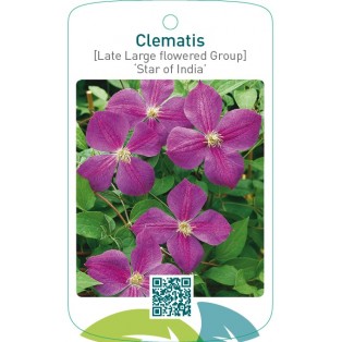 Clematis [Late Large flowered Group] ‘Star of India’