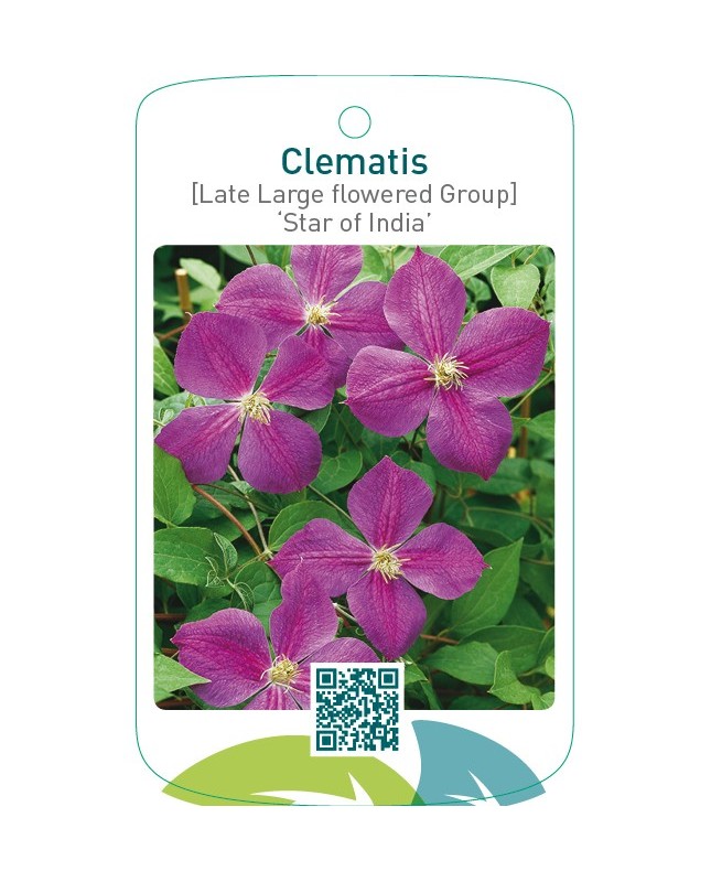 Clematis [Late Large flowered Group] ‘Star of India’