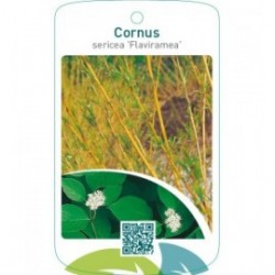 Cornus sericea ‘Flaviramea’