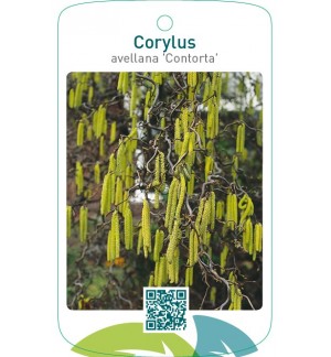 Corylus avellana ‘Contorta’
