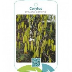 Corylus avellana ‘Contorta’