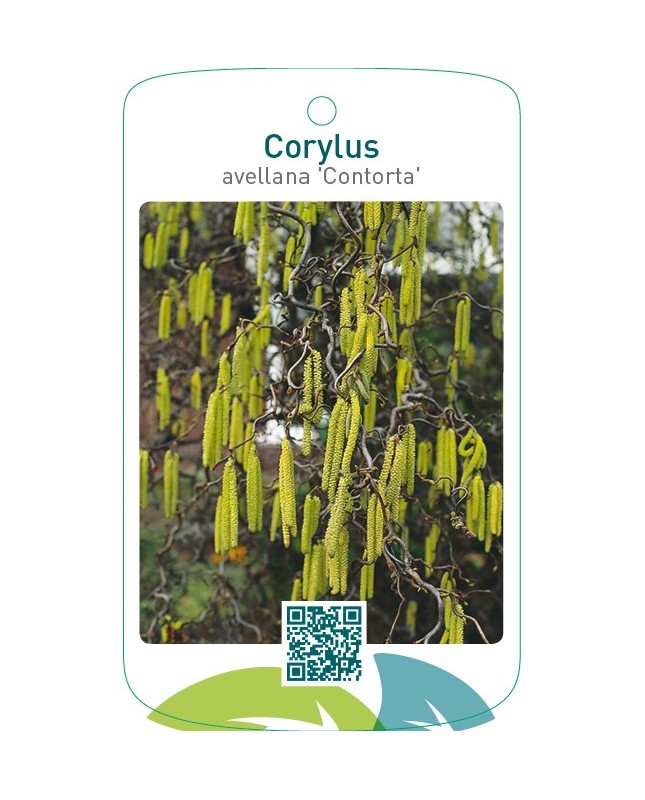 Corylus avellana ‘Contorta’
