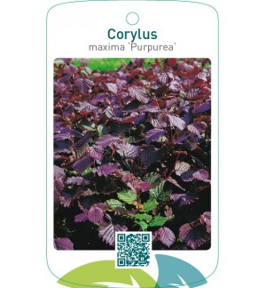 Corylus maxima ‘Purpurea’