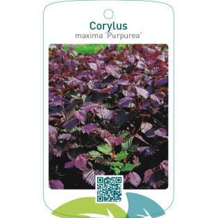 Corylus maxima ‘Purpurea’