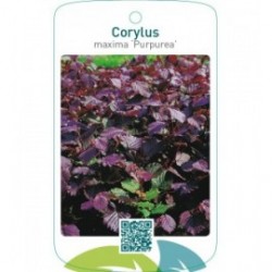 Corylus maxima ‘Purpurea’