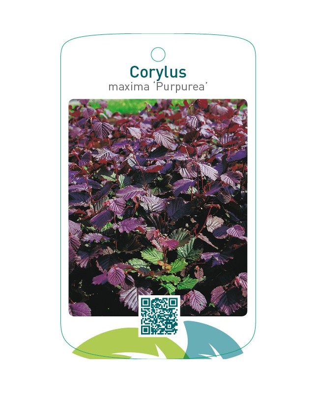 Corylus maxima ‘Purpurea’
