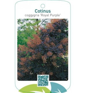 Cotinus coggygria ‘Royal Purple’