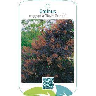 Cotinus coggygria ‘Royal Purple’