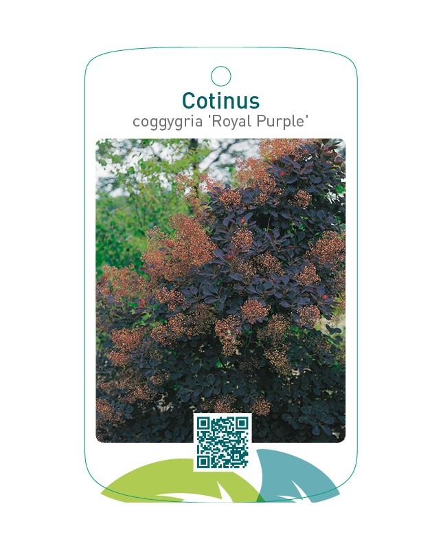 Cotinus coggygria ‘Royal Purple’
