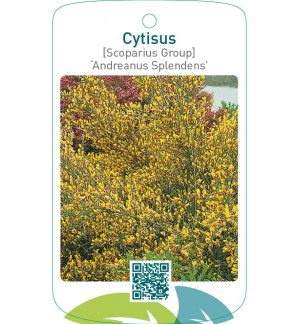 Cytisus [Scoparius Group] ‘Andreanus Splendens’