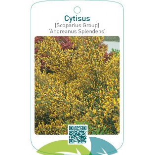 Cytisus [Scoparius Group] ‘Andreanus Splendens’