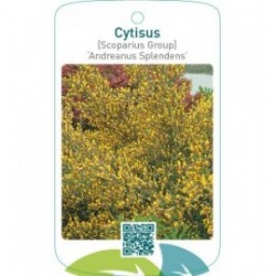 Cytisus [Scoparius Group] ‘Andreanus Splendens’