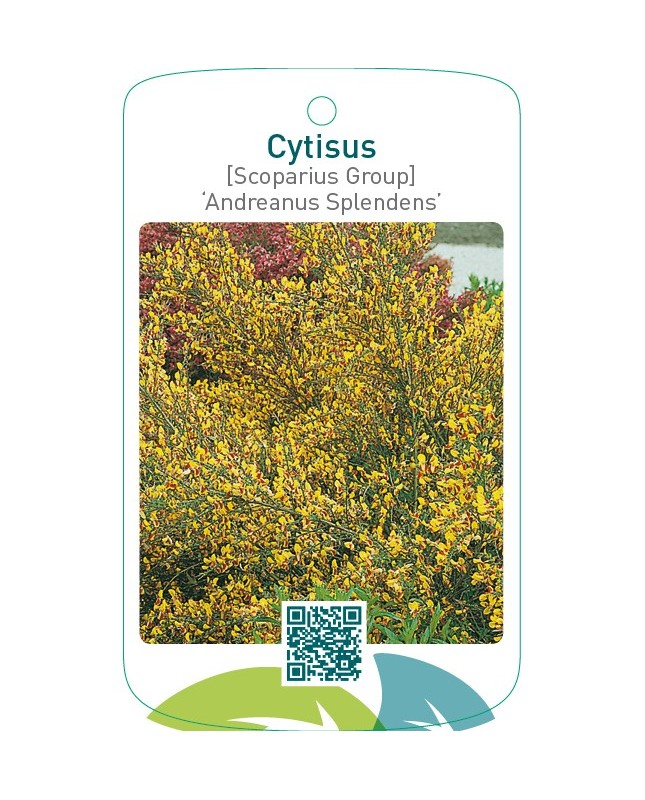 Cytisus [Scoparius Group] ‘Andreanus Splendens’