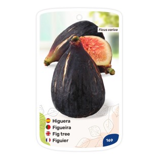 Etichette di Higuera Breva