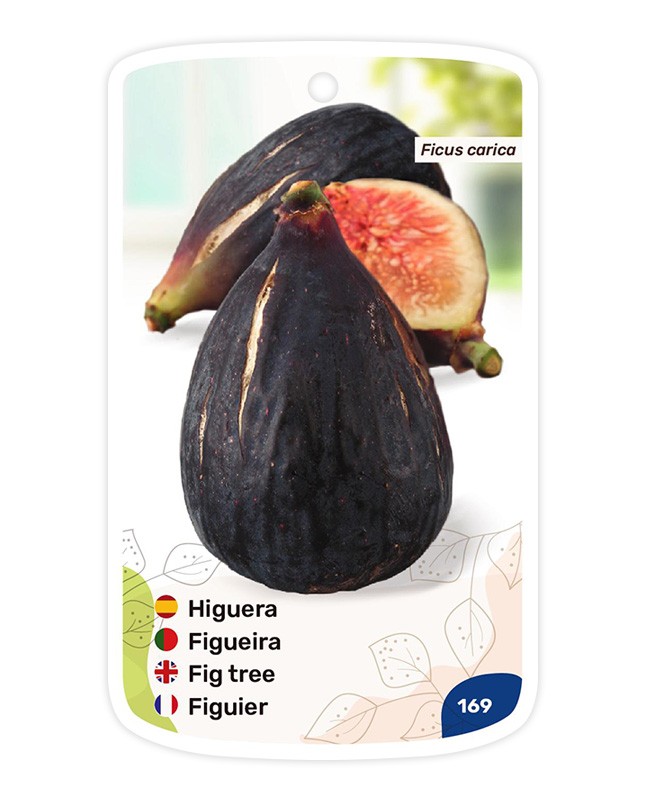 Etichette di Higuera Breva