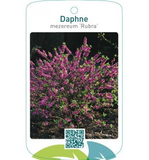 Daphne mezereum ‘Rubra’