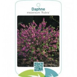 Daphne mezereum ‘Rubra’