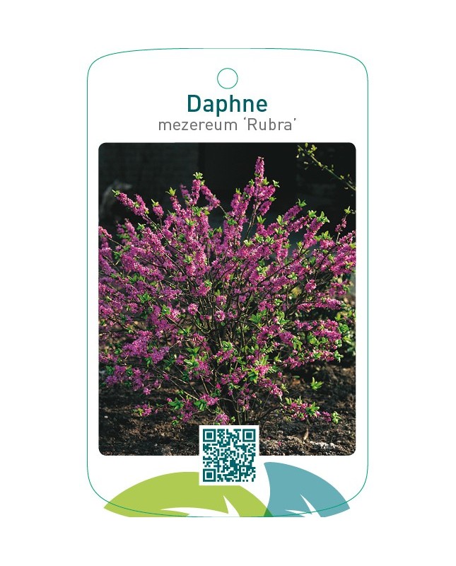 Daphne mezereum ‘Rubra’