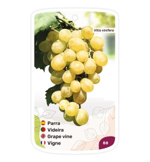 Etichette di Parra (amarilla)