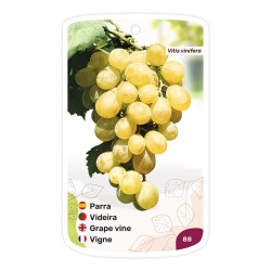 Etichette di Parra (amarilla)