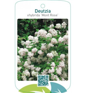 Deutzia xhybrida ‘Mont Rose’
