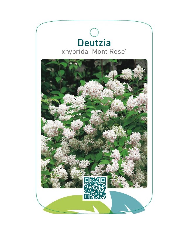 Deutzia xhybrida ‘Mont Rose’