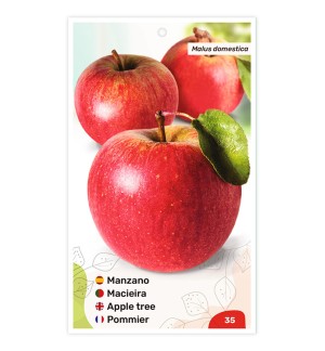 Etiquetas de Macieira (vermelha)