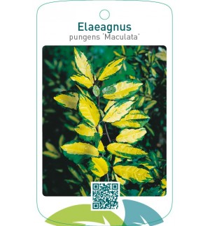 Elaeagnus pungens ‘Maculata’