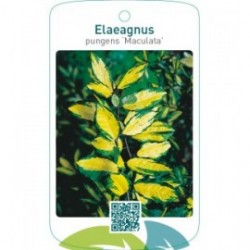 Elaeagnus pungens ‘Maculata’