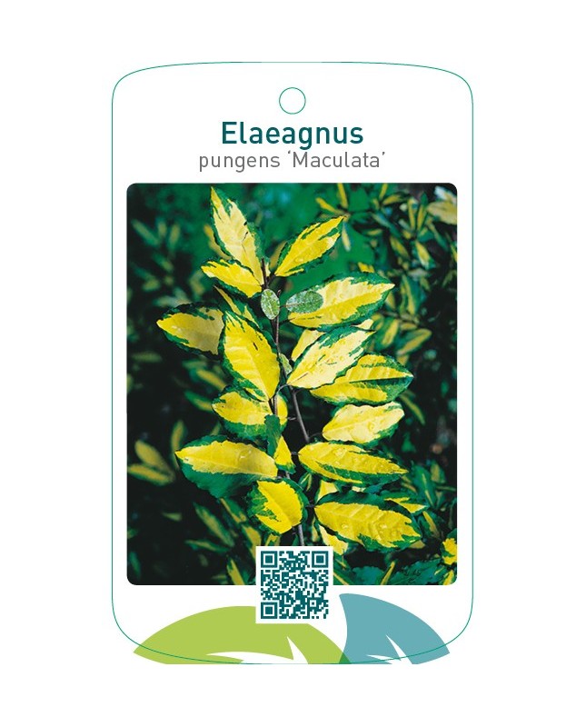 Elaeagnus pungens ‘Maculata’