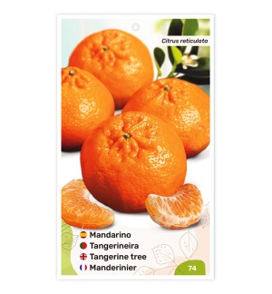 Etiquetas de Tangerineira Clementina