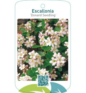 Escallonia ‘Donard Seedling’