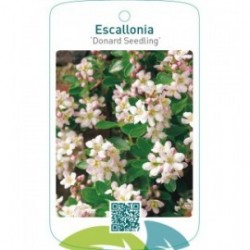 Escallonia ‘Donard Seedling’
