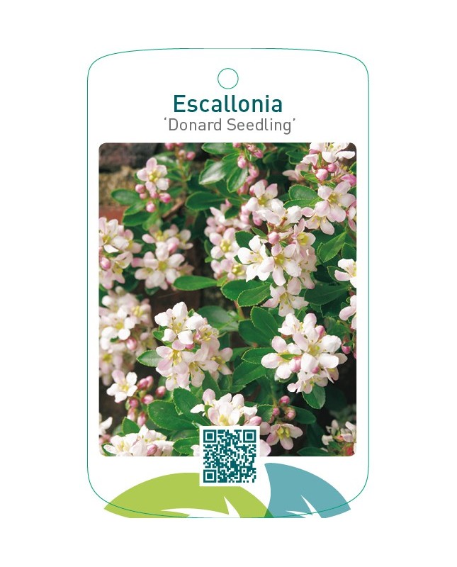 Escallonia ‘Donard Seedling’