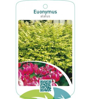 Euonymus alatus