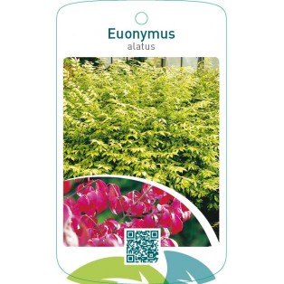 Euonymus alatus