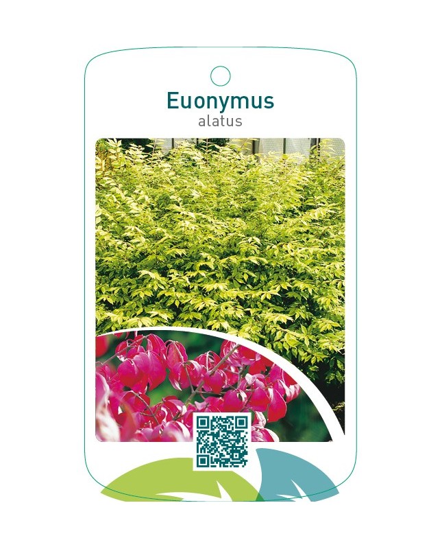 Euonymus alatus