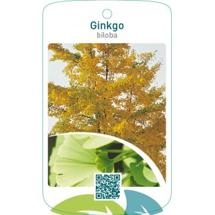 Ginkgo biloba