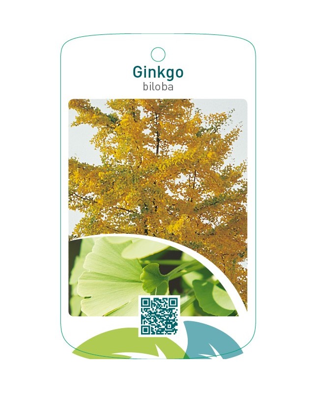 Ginkgo biloba