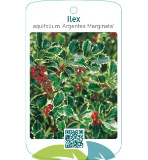 Ilex aquifolium ‘Argentea Marginata’