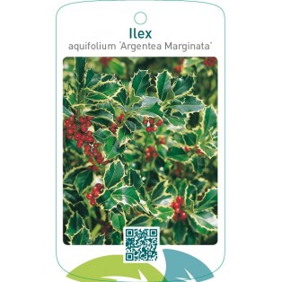 Ilex aquifolium ‘Argentea Marginata’