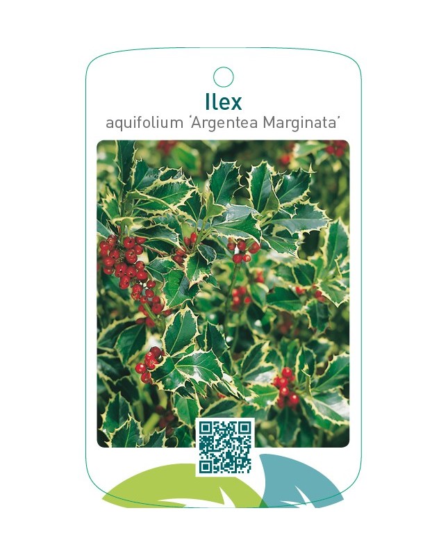 Ilex aquifolium ‘Argentea Marginata’