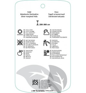 Etichette di Ilex aquifolium ‘Argentea Marginata’ *