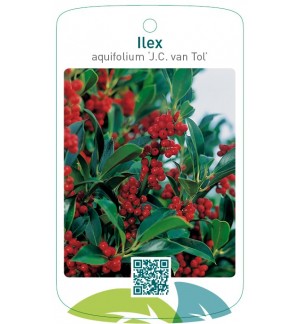Ilex aquifolium ‘J.C. van Tol’