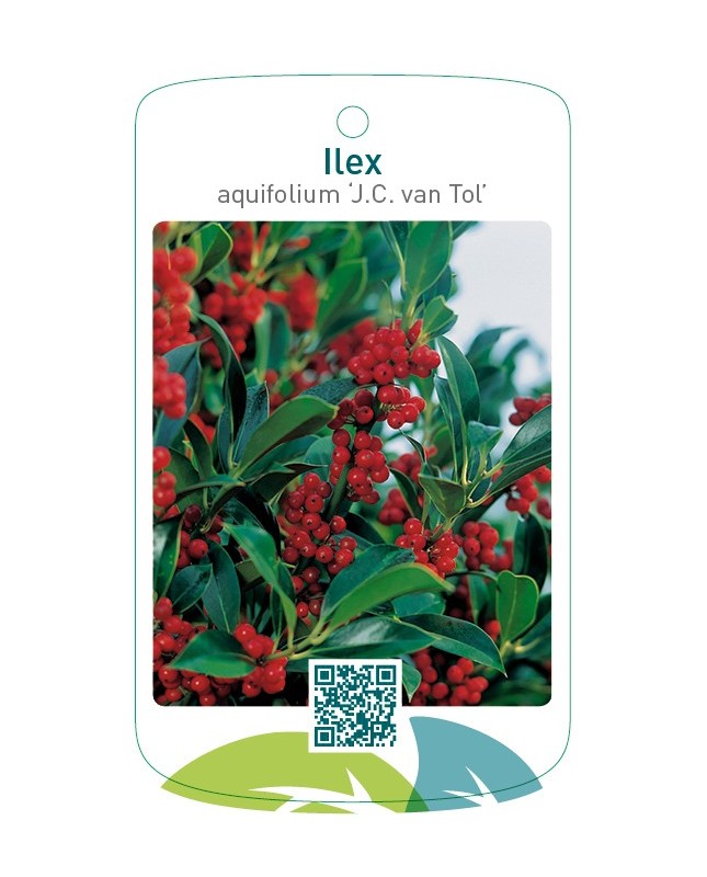Ilex aquifolium ‘J.C. van Tol’
