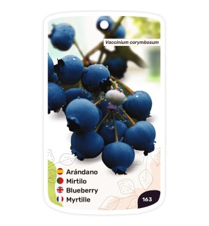 Arándano