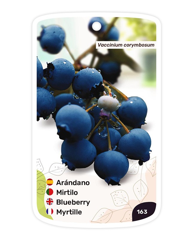 Arándano