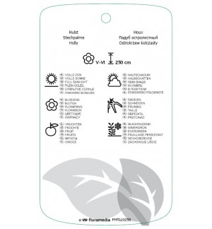 Etichette di Ilex aquifolium ‘J.C. van Tol’ *