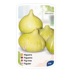 Etichette di Ortensia bianca