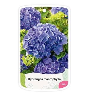 Etiquetas de Hydrangea (Hortensia) azul